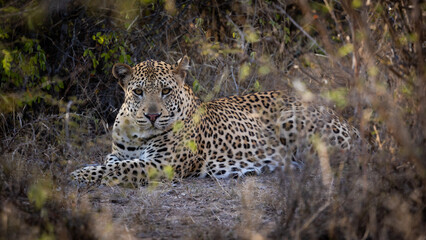 Young male leopard in the wildlife estate