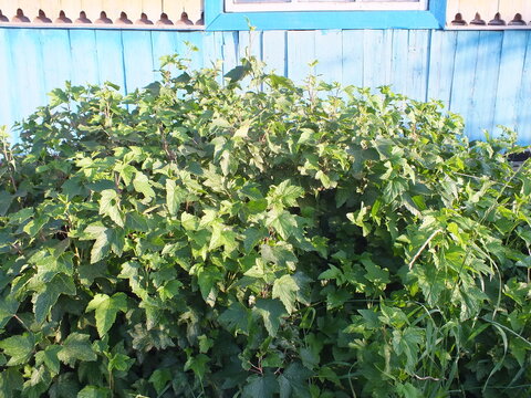 Plants in the garden nature leaf garden leaves field plants tree spring agriculture bush grass texture. Plants in the gar summer wall closeup ivy flora foliage flower potato flowers farm.
