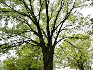 大きな木　公園　背景　癒し　緑