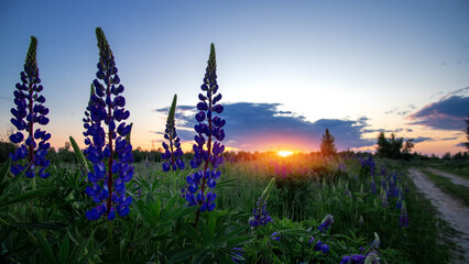Summer landscape with lupine flowers at sunset.
