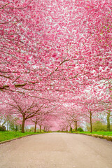 Cherry Blossom Trees, Bispebjerg Cemetery, Copenhagen, Denmark.