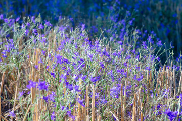 Blue flowers on a mown wheat field.