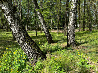 Trees in the woods spring time