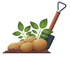 Autumn harvest, digging potatoes from the ground. Graphic drawing of sandy soil, black soil, a shovel and a bush sticking out of the ground, young potatoes. Close-up. Vector. Spring-autumn season. 