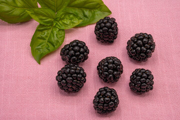 Close up of several single fresh blackberries decorated with a sprig of basil on a pink linen background.