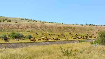 A herd of cows is grazing on a sunny day at the foot of the hills.