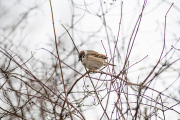 Beautiful birds in the autumn city.