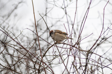 Beautiful birds in the autumn city.