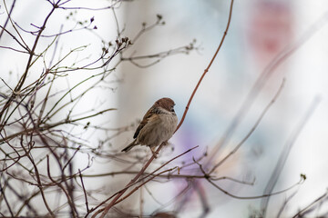 Beautiful birds in the autumn city.