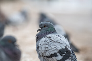 Beautiful birds in the autumn city.