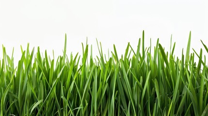 Close up of green grass on white background