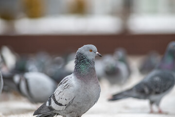 Beautiful birds in the autumn city.