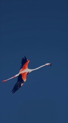 Fototapeta premium Arranges a dramatic scene with a flamingo stretching its wings against a deep blue sky, the contrast of the bright orange feathers against the sky emphasizing the birds majestic and vibrant appearance