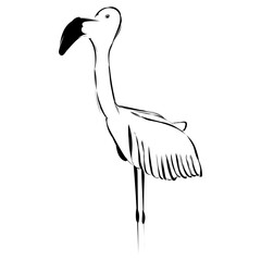 Fototapeta premium Flamingo 