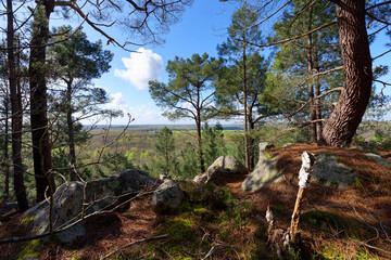 Point of view from the hills of Coquibus. Fontainebleau forest