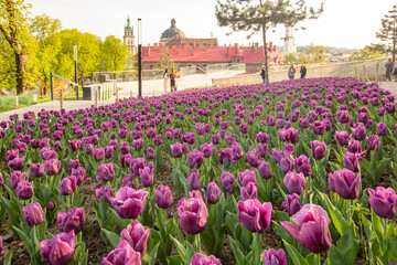 tulips flowerbed on Lviv city