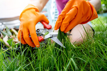 A young woman takes care of the garden and cutting grass - 790591431