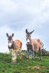 Two donkeys in a meadow - 790592410