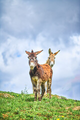 Pair of donkeys in a meadow - 790592488