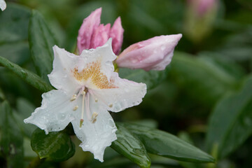 Blüte des Rhododendron