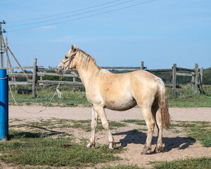 Obraz premium Portrait of a beautiful young horse on a farm.