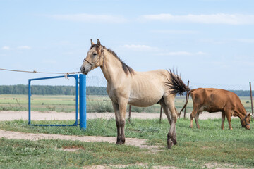 Obraz premium Portrait of a beautiful young horse on a farm.