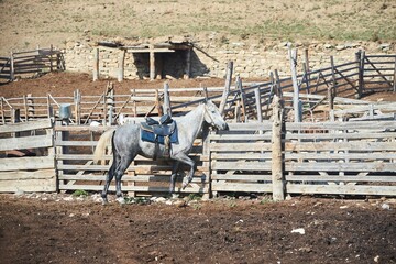 An animal horse is tied to a fence on a farm. - 790593829