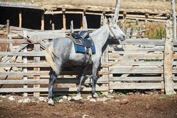An animal horse is tied to a fence on a farm. - 790593830