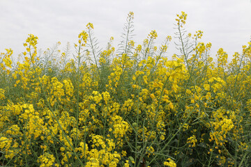 Spring shot, the texture and shape of blooming bright yellow rapeseed flowers from a vast rapeseed field.