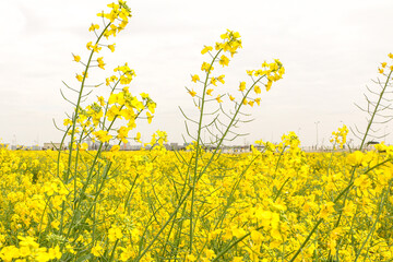 Obraz premium Spring season vibes on display with the beautiful texture of blooming bright yellow flowers of a rapeseed (Brassica napus) field