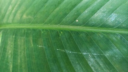 Close-up macro nature exotic green leave texture