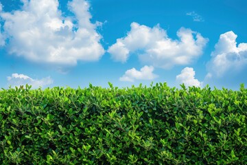 Fototapeta na wymiar green bushes with clouds in a blue sky background