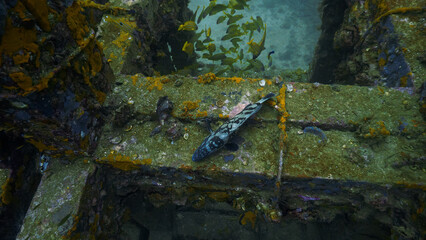 Artistic underwater photography of a fish at a artificial reef. From a scuba dive at Phi Phi islands in Thailand.