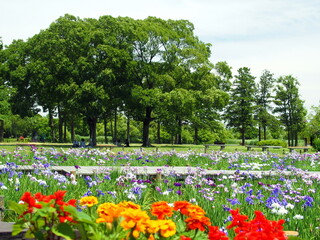 花壇越しに見る初夏の水元公園の菖蒲園風景