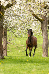 Pferd mit Kirschblüten