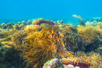 Clown fish Amphiprion ocellaris swim fish in polyps poisonous dangerous anemones in symbiotic...
