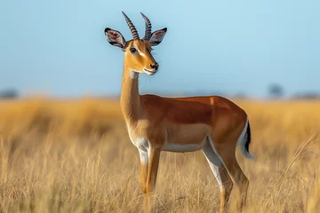 Papier Peint Lavable Antilope impala antelope in park