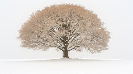   A solitary tree stands in a snow-covered field, its branches dusted with light snow