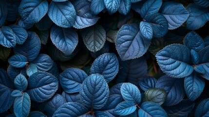   A group of blue leaves adjacent, topped and bottomed by green leaves - obrazy, fototapety, plakaty