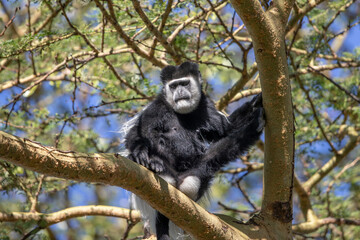 Columbas monley on tree
