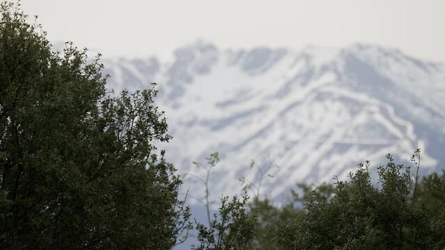 High mountain covered by snow and green trees in the foreground moved by the wind, Somosierra, Madrid.