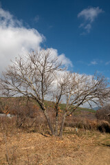 Countryside farm trees and the sky.