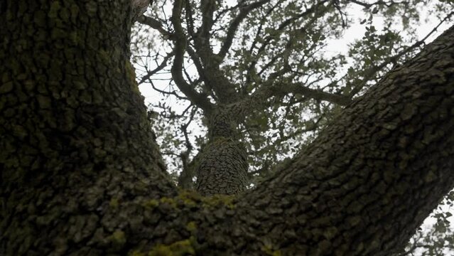 Trunk and branches of a large holm oak tree that move by the effect of the air, Spain.