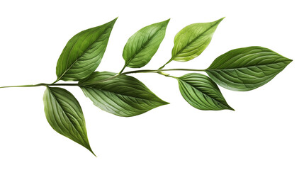 Obraz premium green leaves isolated on white 