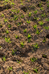 Plant germination