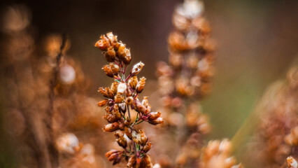 Bruyères sauvages en fleur, dans la forêt des Landes de Gascogne