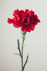 빨강 카네이션 한송이