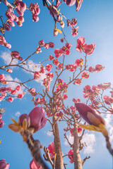 Beautiful magnolia tree blossom in springtime. Tender pink flowers bathing in sunlight under blue sunny sky. Warm spring April weather. Magnolia pink blossom tree flowers, close up nature outdoors - 790610869