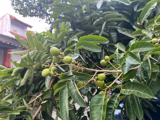 Immature longans grow on tree branches