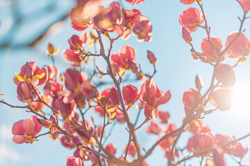 Beautiful magnolia tree blossom in springtime. Tender pink flowers bathing in sunlight under blue sunny sky. Warm spring April weather. Magnolia pink blossom tree flowers, close up nature outdoors - 790611218